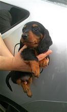子犬