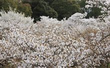 とどめ桜