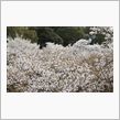 とどめ桜