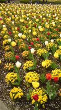 Tulip