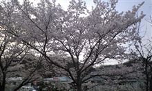 桜（ダイヤモンドサーキット）