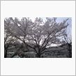 桜（ダイヤモンドサーキット）