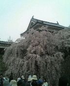 春だね～！(^o^)／