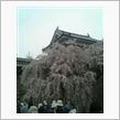 春だね～！(^o^)／