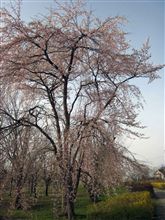 通勤途中の桜