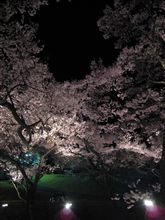高遠城址公園の夜桜