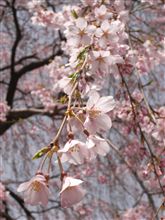 満開の桜