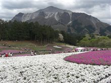 芝桜見物