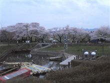 花見！！