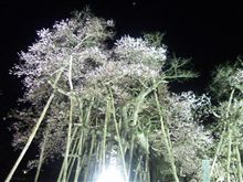 長井の久保桜