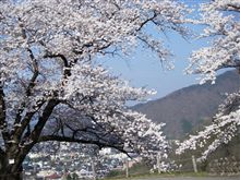 免許更新＆お花見便り