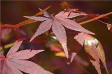 紅葉