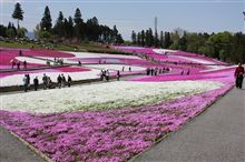 羊のお山の芝桜 