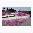 羊のお山の芝桜