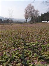 きょうは、一本桜見物！