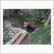 この動物は…(((( ;ﾟд ...