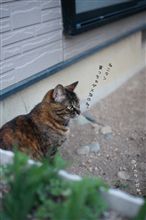 ねこタン