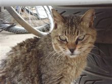 ねこですよーー ねこですよーー