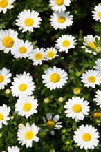 ２００８年春 家の花