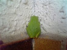 ある意味家族か？