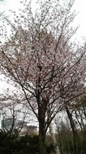 春なのに…