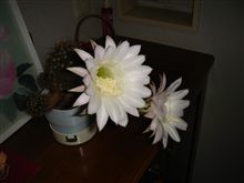サボテンの花　開花！