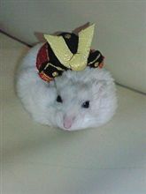 こどもの日なので