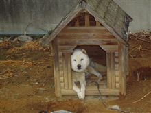 かぶた君に会ってきました。