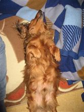 かわいいペットの寝姿披露