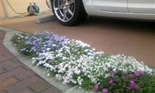 春の駐車場