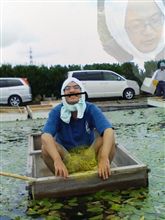 じゅんさい摘み取り体験下見