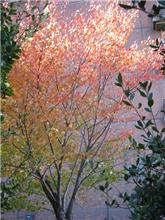 紅葉を感じる街並木