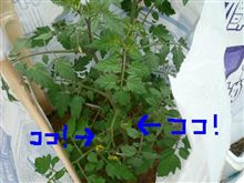 サバネコ農園