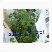 サバネコ農園