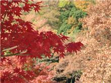 丹沢湖へ紅葉狩り