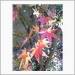 おはよう☆紅葉♪