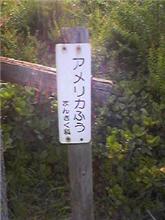 杉でも松でもなくて・・・。