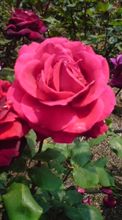 Rose Garden