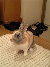 宿題できたし♪