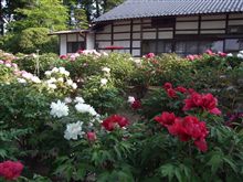 宝輪寺のぼたん園