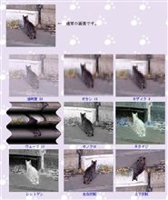 がぞうてすと