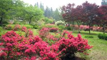 満願寺のつつじ園