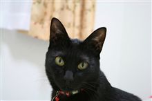 今日の猫画像