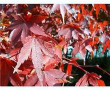 嵐山へ紅葉巡り････