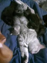 猫てんこもり
