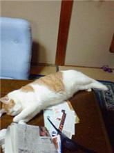 みつお全国デビュー計画