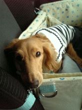 動物のお医者さん