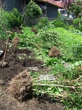 連翹（レンギョウ）いただきました。穴掘り作業はタノシイ！