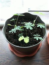 ぉ昼間ゎ元気だょ&quot; 