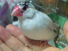 ちょこ君